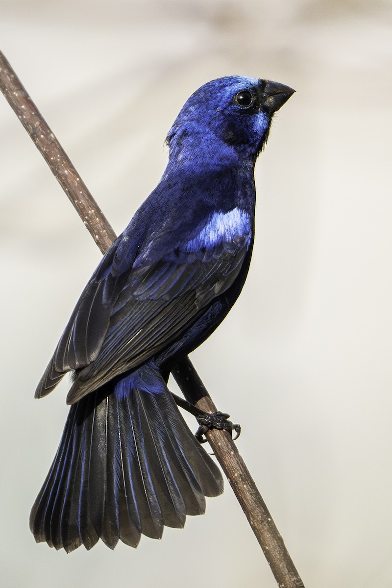 コクロルリノジコ（parellina／beneplacita） - ML646772620