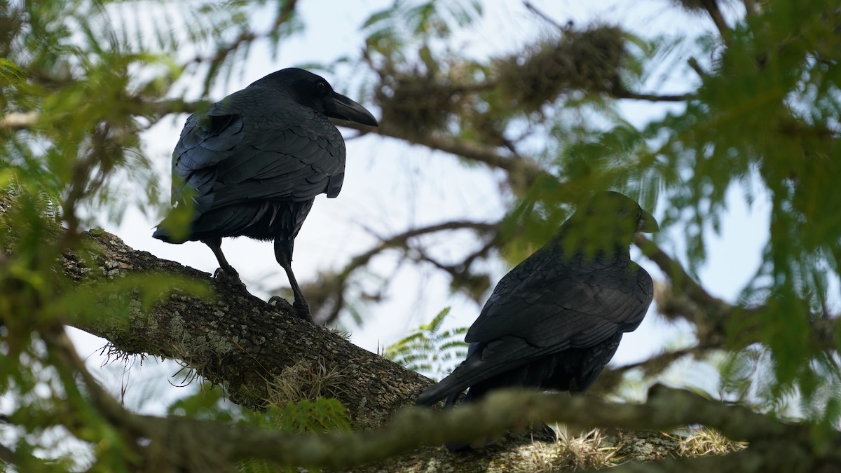 Common Raven - ML646772624