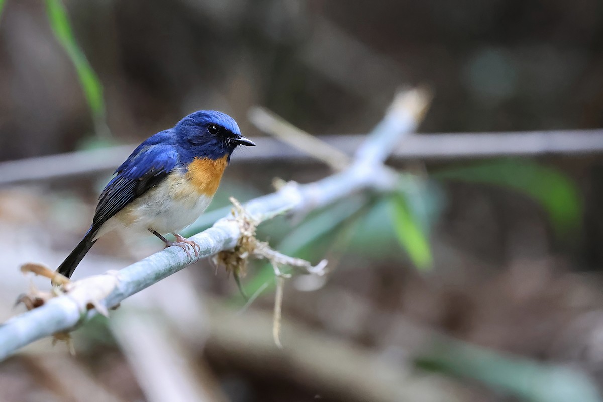Hainan Blue Flycatcher (Western Orange-breasted) - ML646772625