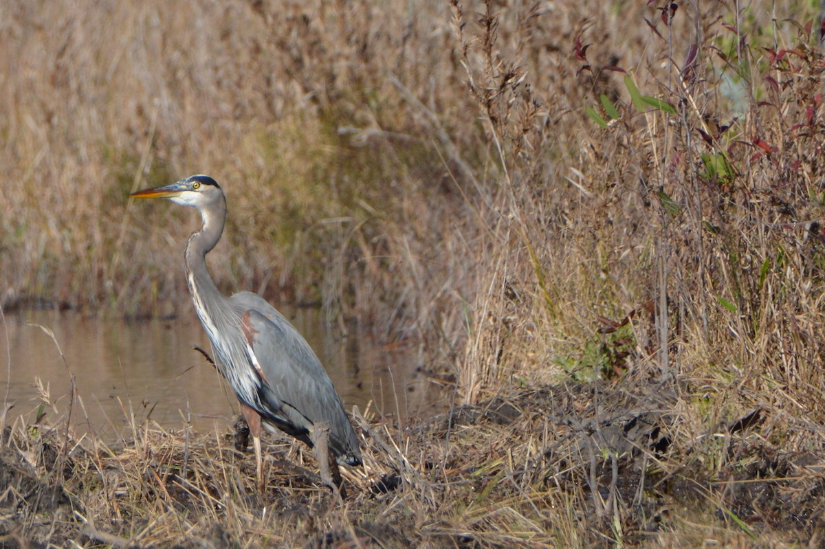 Great Blue Heron - ML646772626