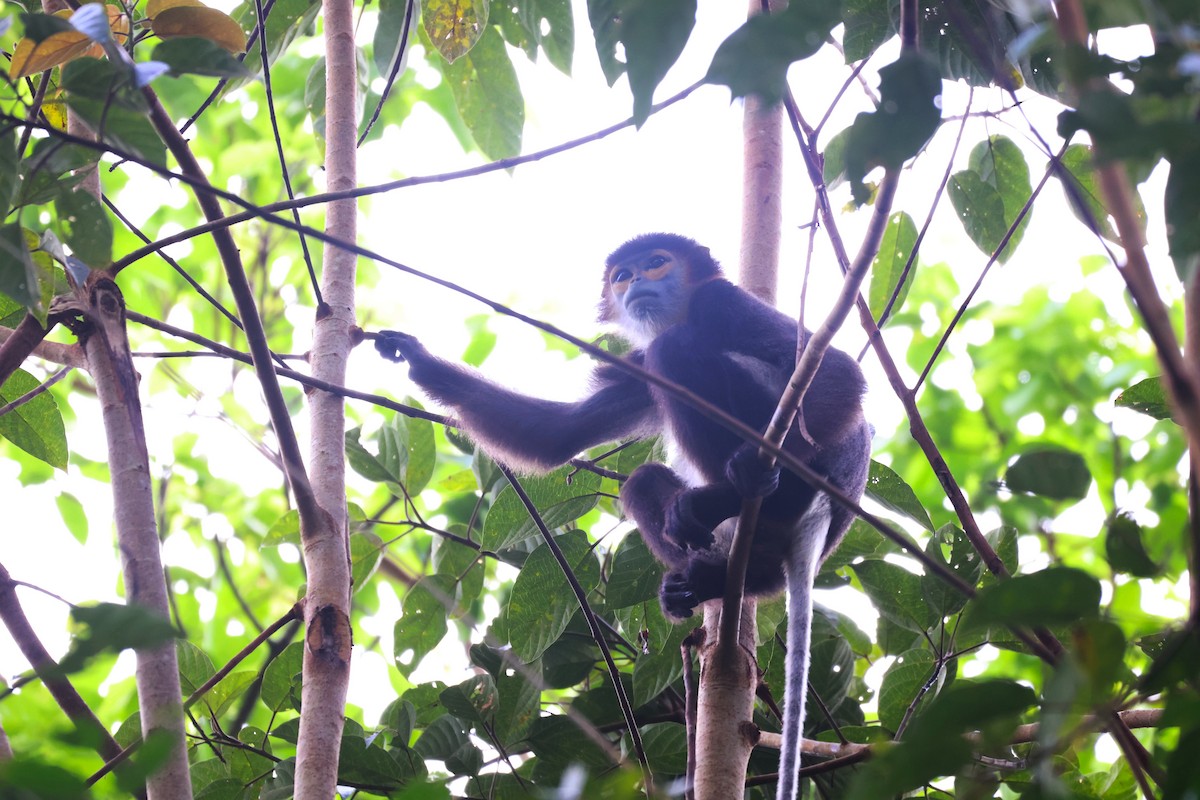 Black-shanked Douc Langur - ML646772627