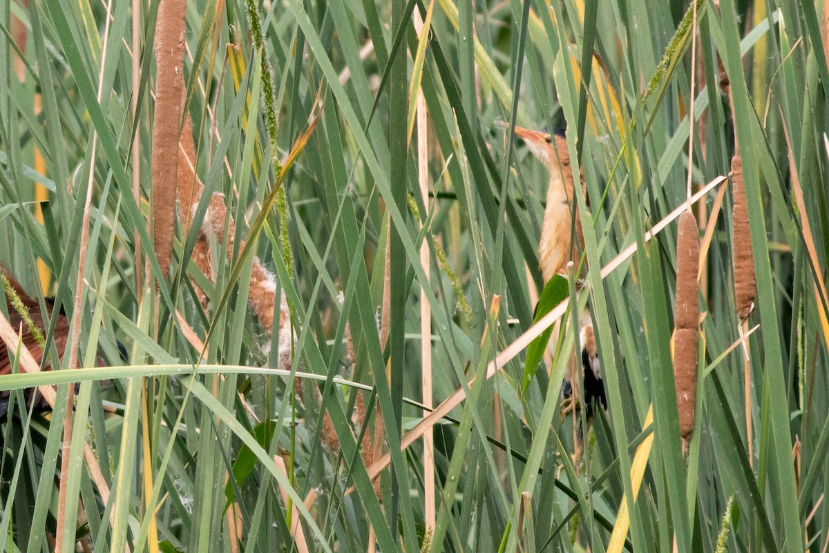 Zwergdommel - ML646772628