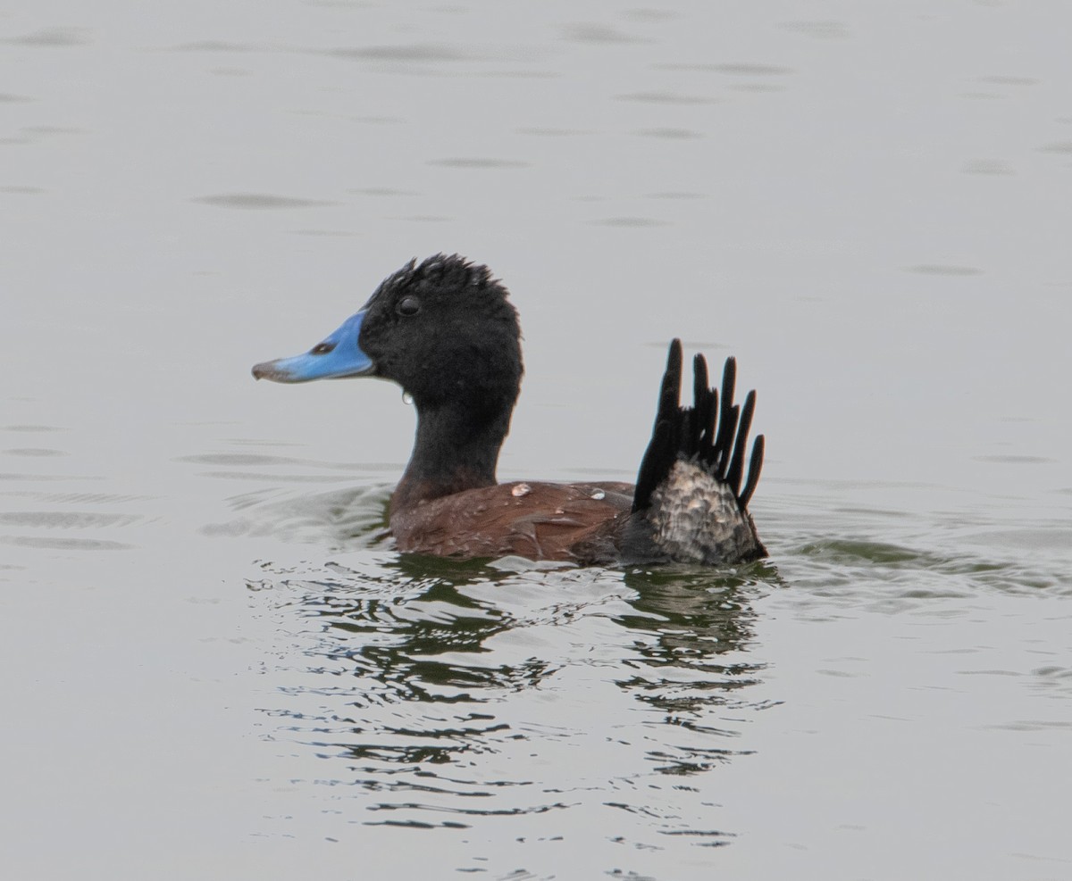 Malvasía Australiana - ML646772629