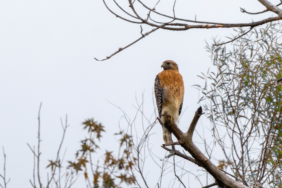 Red-shouldered Hawk - ML646772631