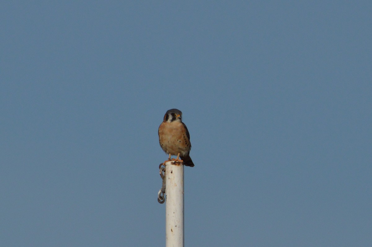 American Kestrel - ML646772636