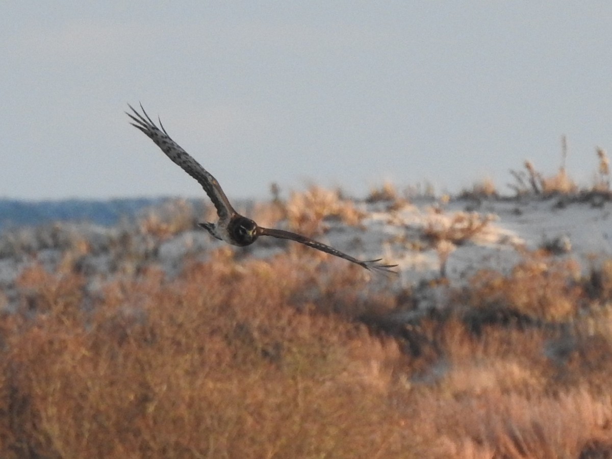 アメリカハイイロチュウヒ - ML646772637