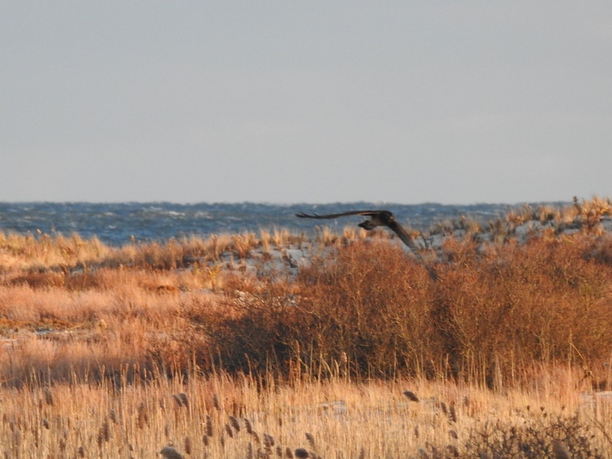 アメリカハイイロチュウヒ - ML646772638