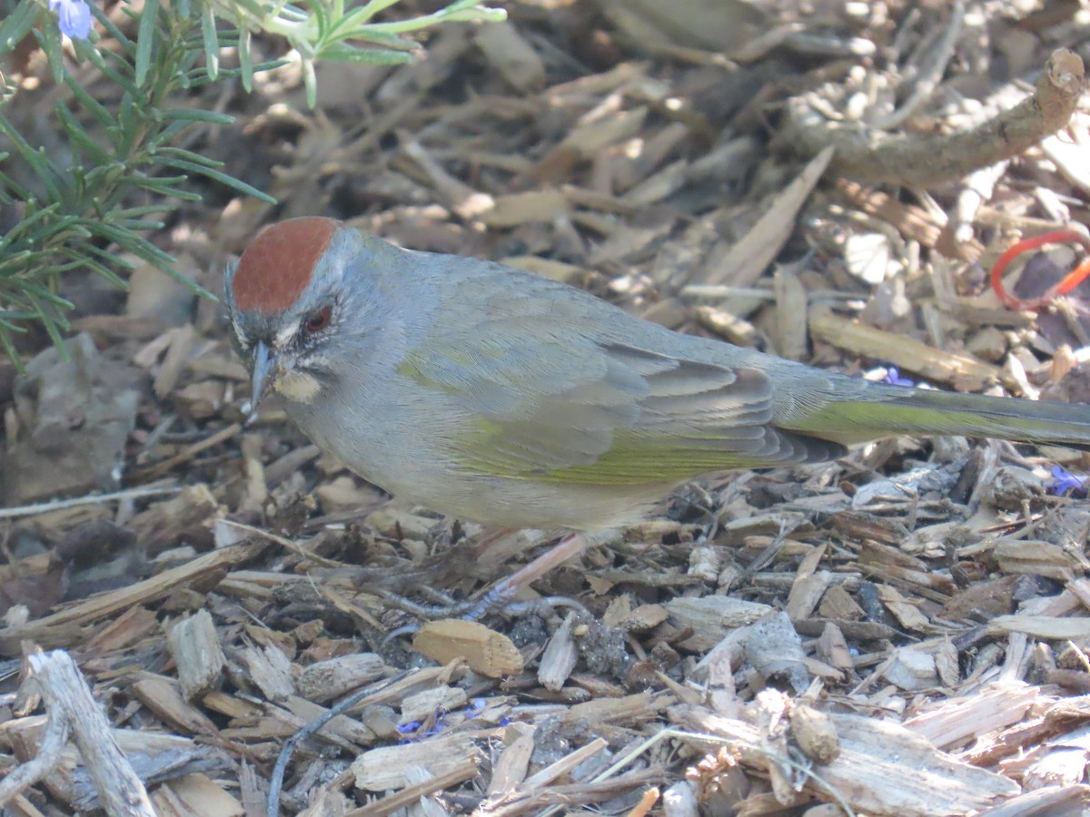 Green-tailed Towhee - ML646772642