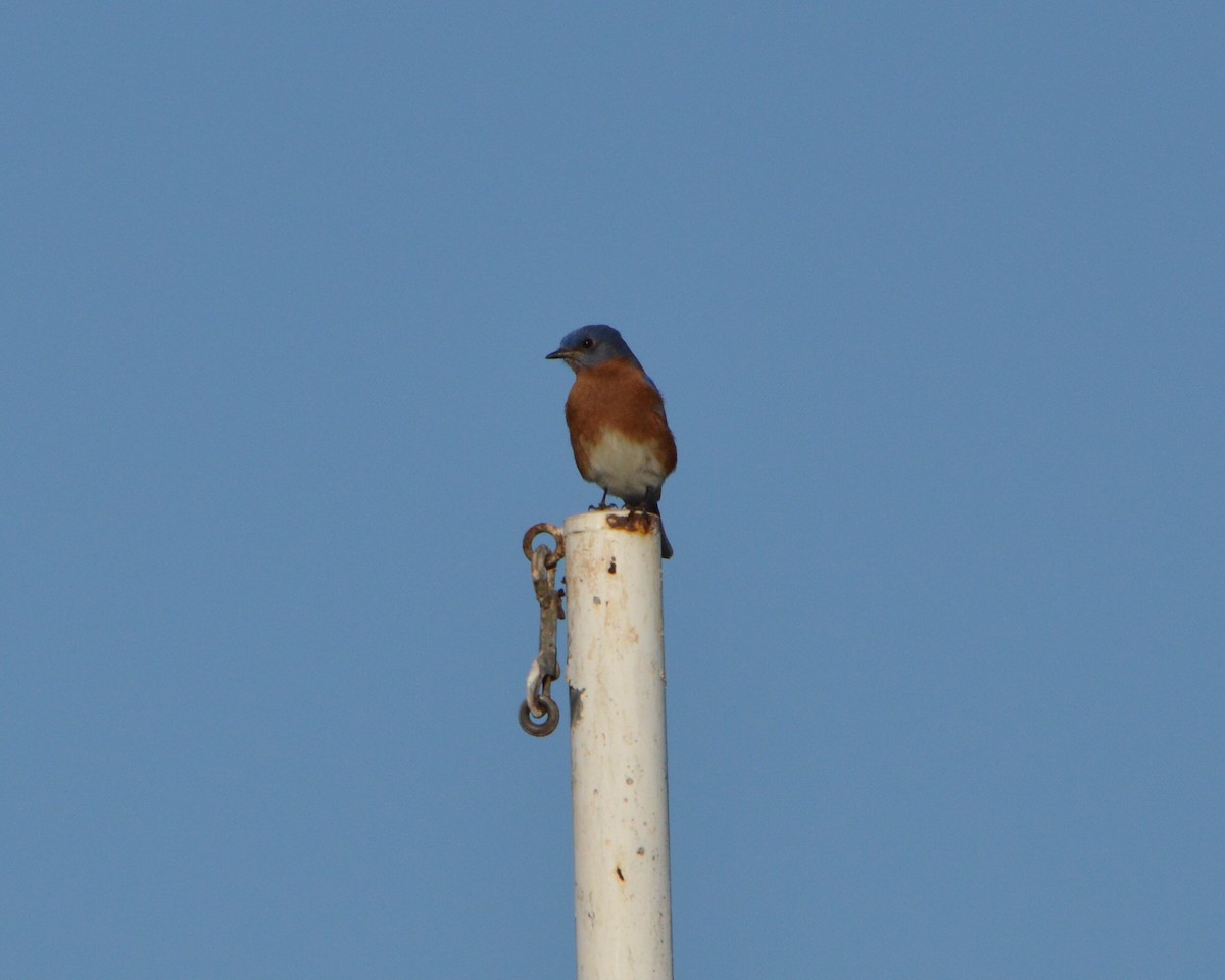 Eastern Bluebird - ML646772647