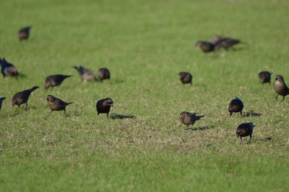 brunhodetrupial - ML646772650