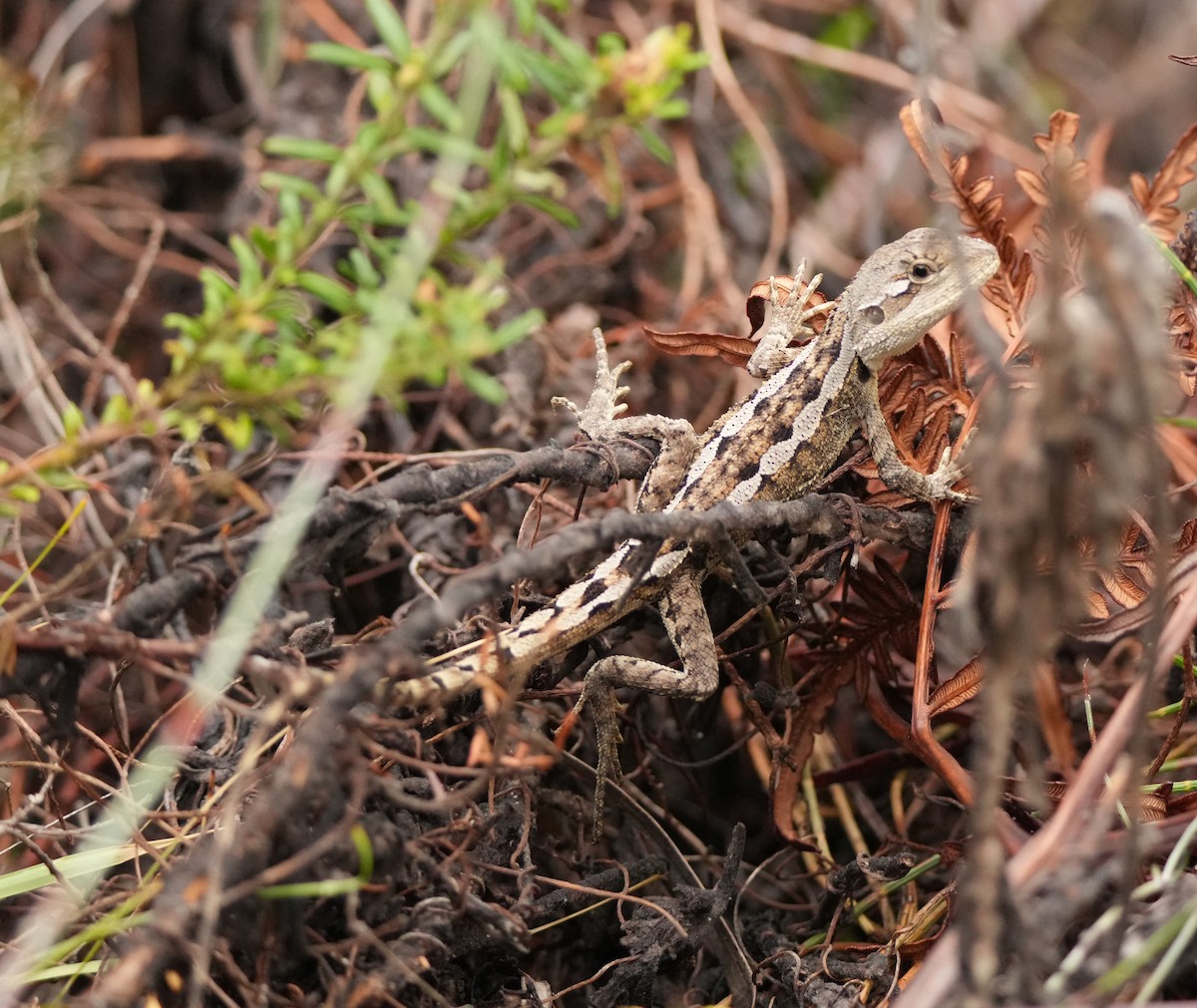 Australische Felsenechse - ML646772652