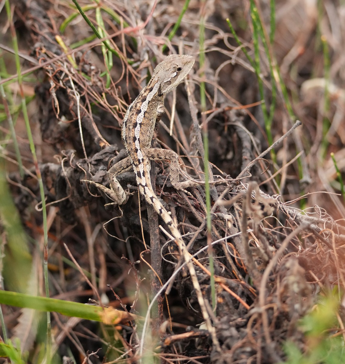 Australische Felsenechse - ML646772653