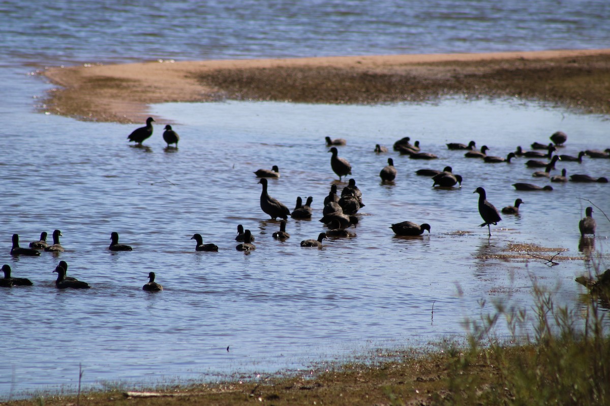 American Coot - ML646772656