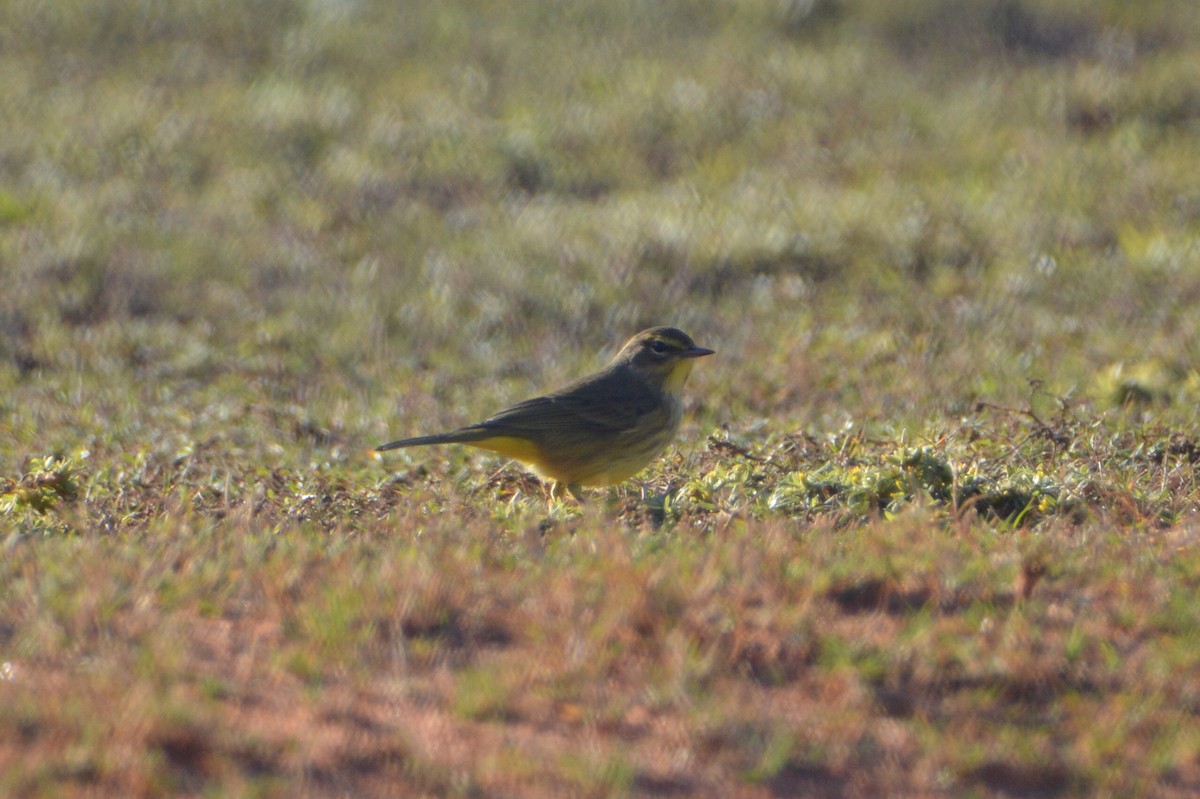 Palm Warbler - ML646772659