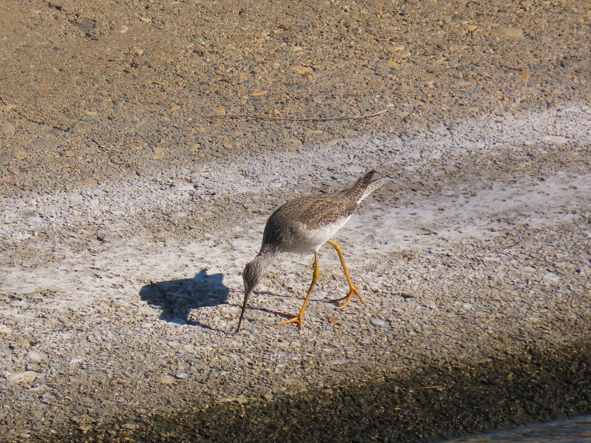 Пёстрый улит - ML646772661