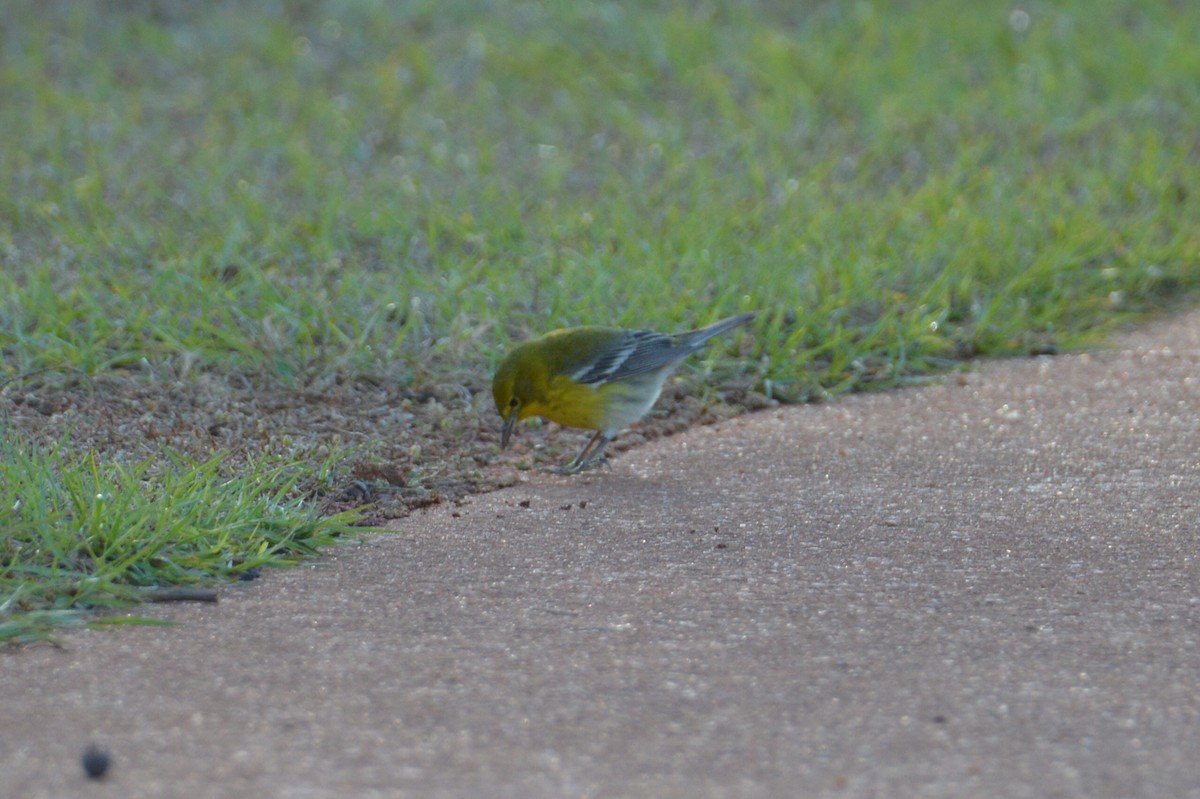 סבכון אורנים - ML646772662