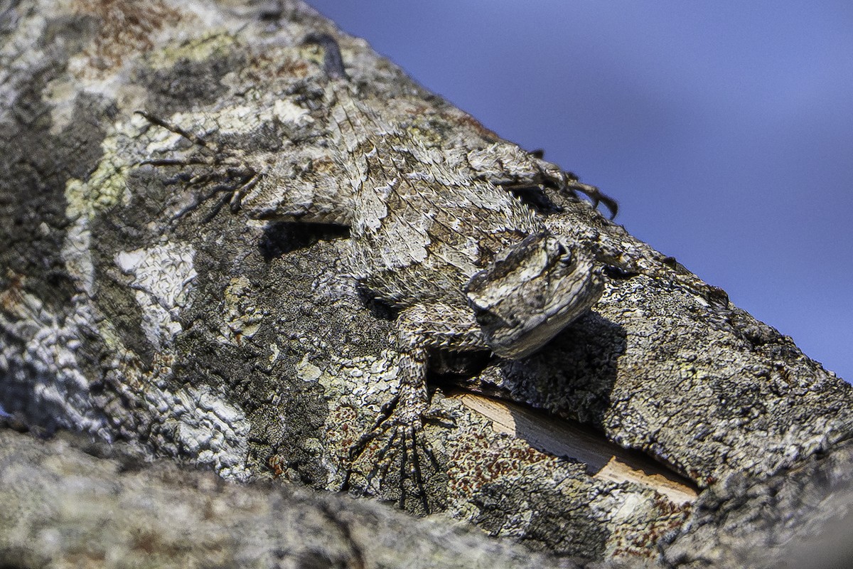 דו-חיים - ML646772663