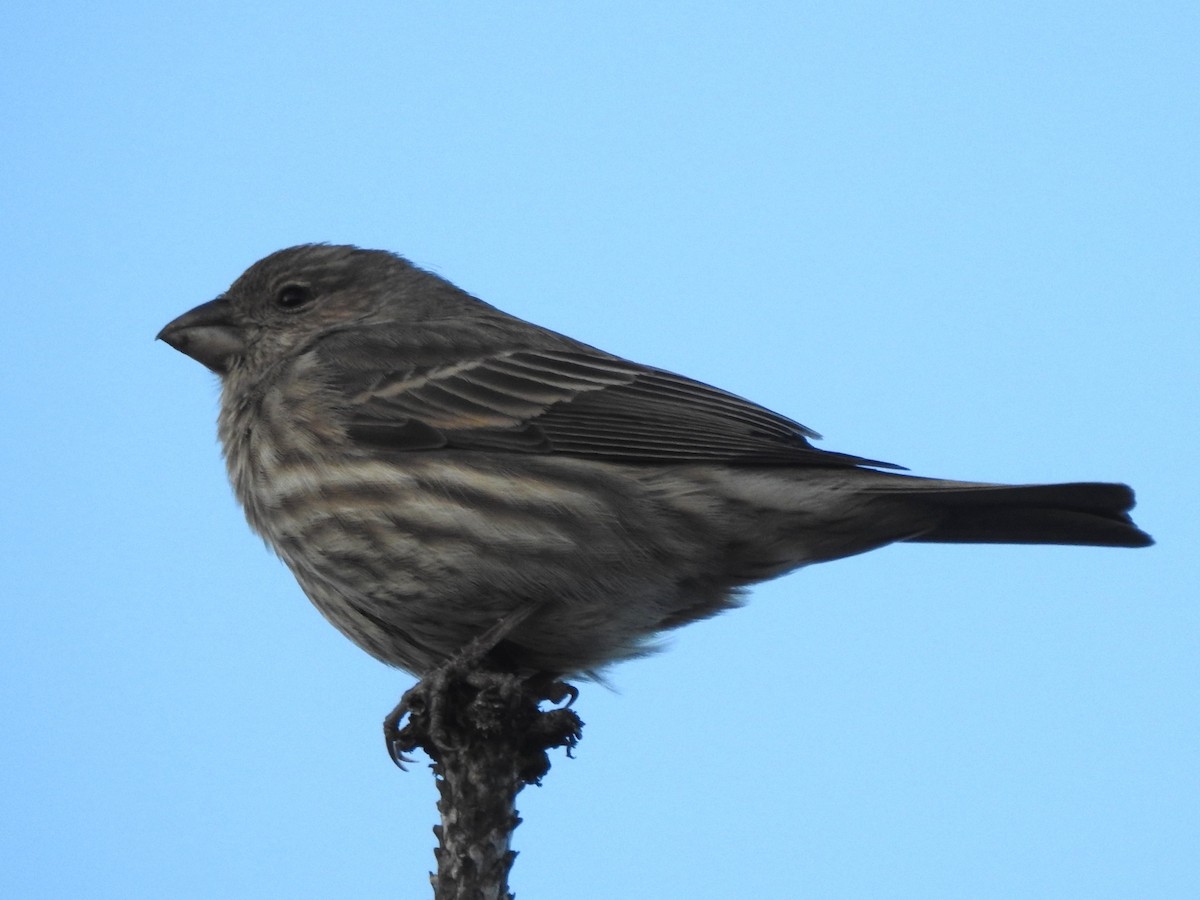 House Finch - ML646772665
