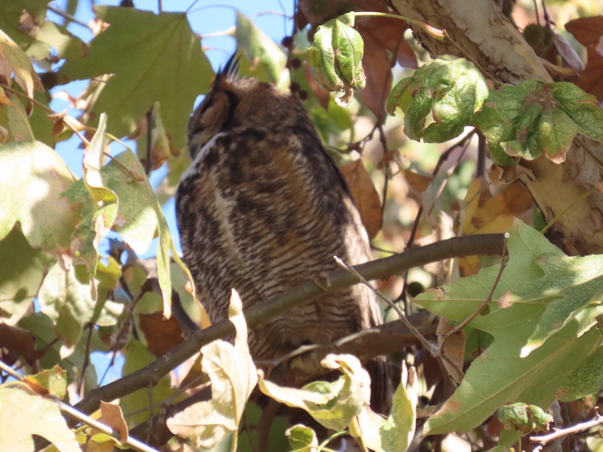 Виргинский филин - ML646772666