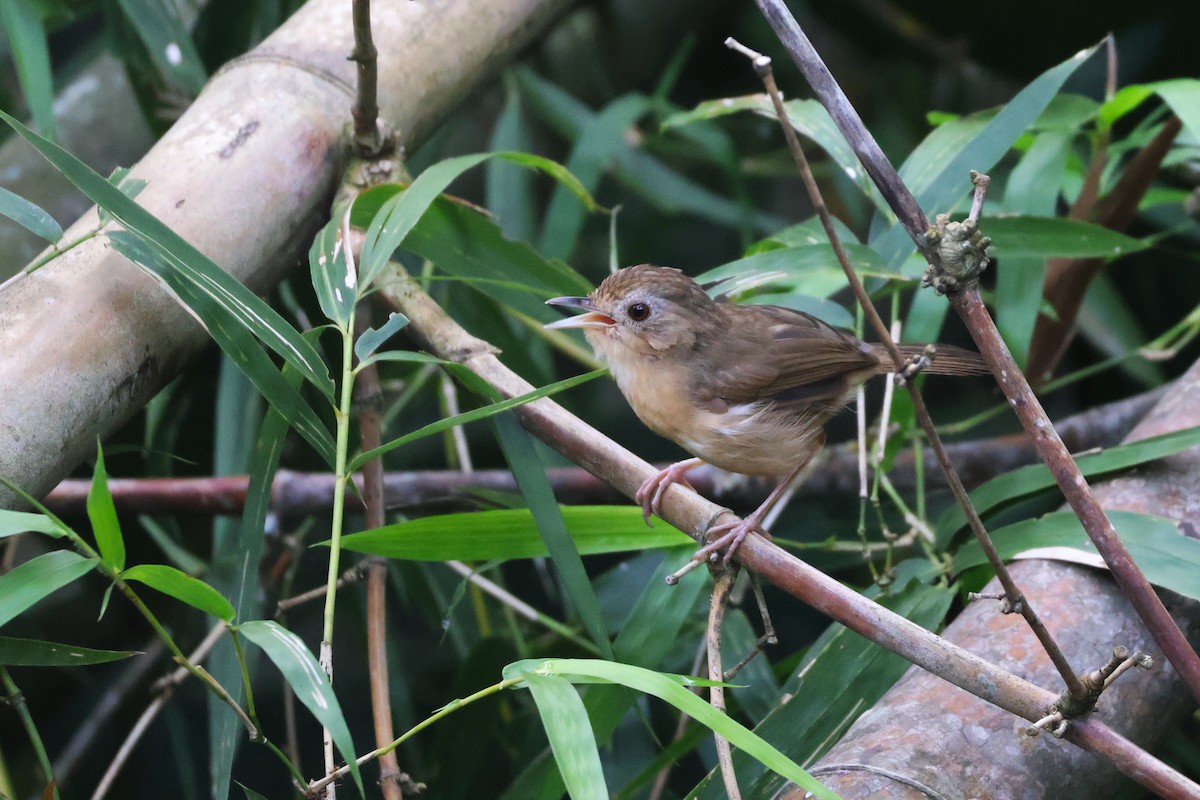 Buff-breasted Babbler - ML646772668