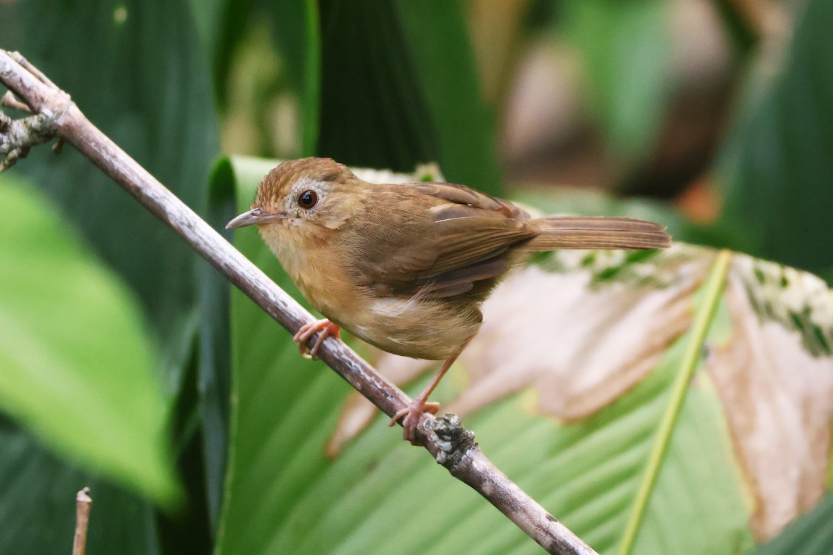 Buff-breasted Babbler - ML646772669