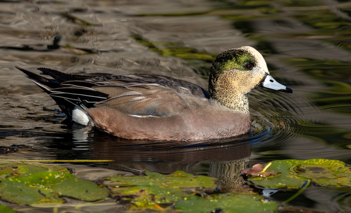 Kanadapfeifente - ML646772670