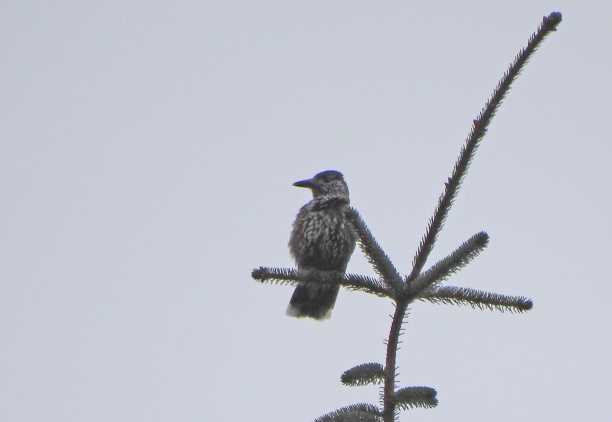 Northern Nutcracker - ML646772671