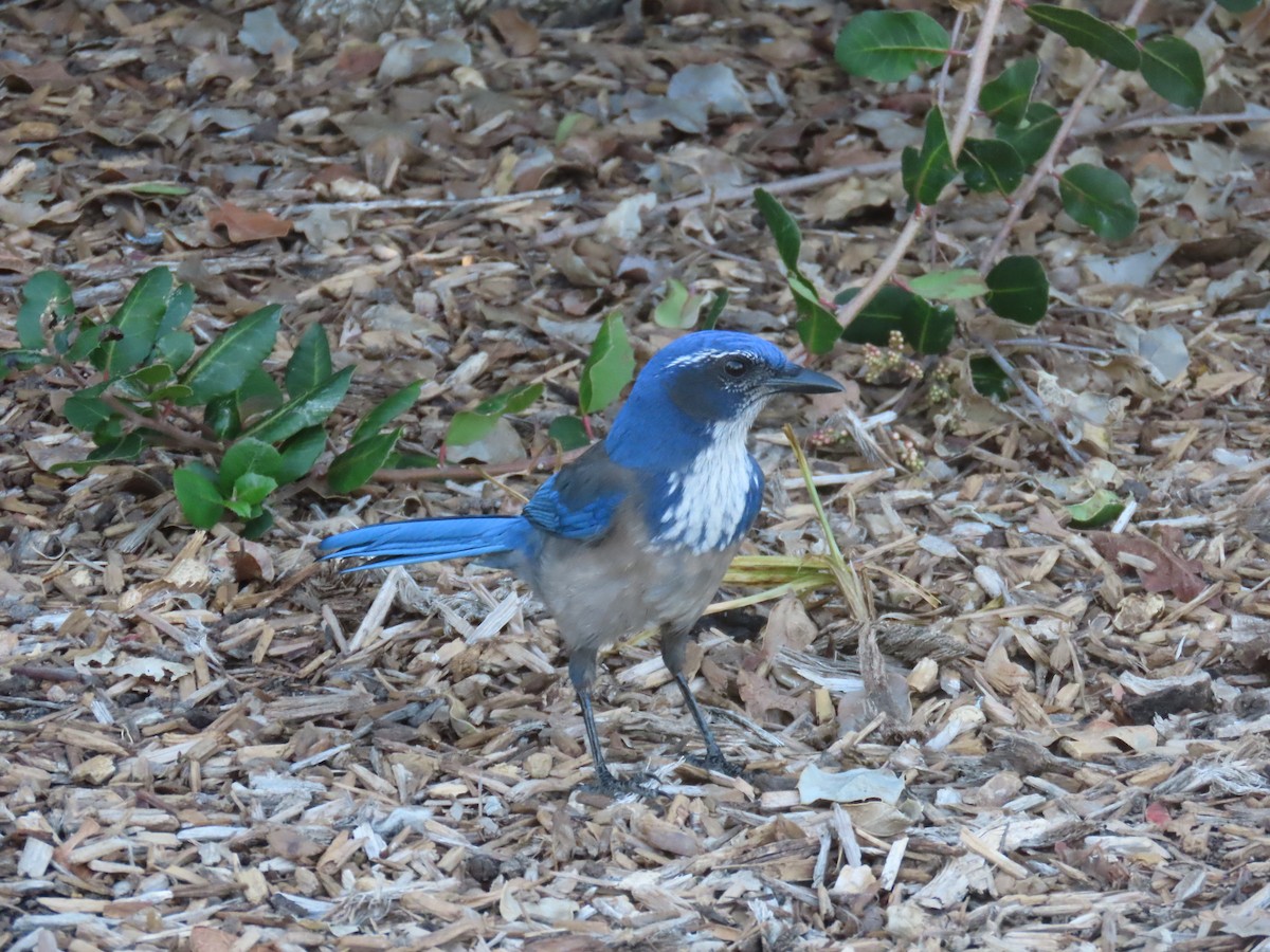 Калифорнийская сойка - ML646772675