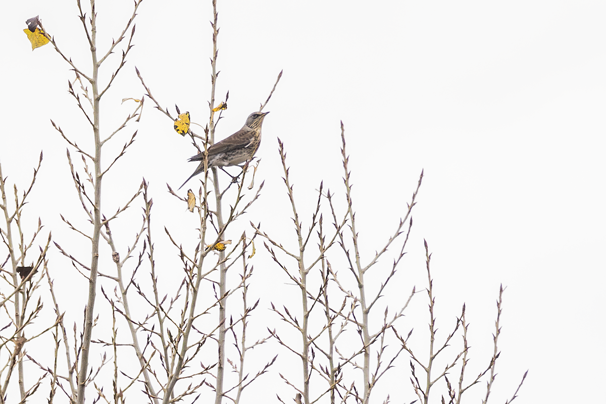 Рябинник - ML646772676