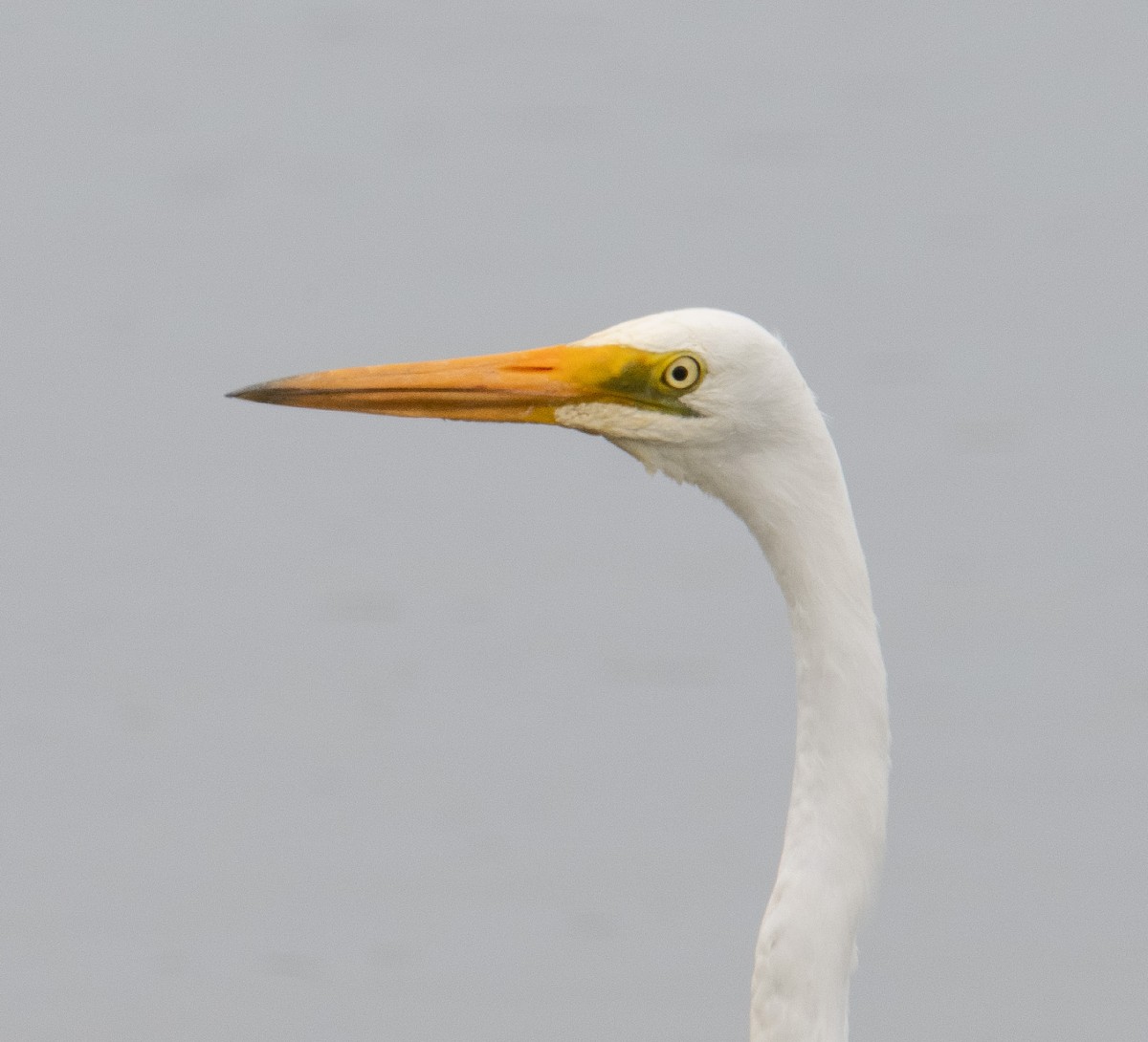 Garceta Grande - ML646772678