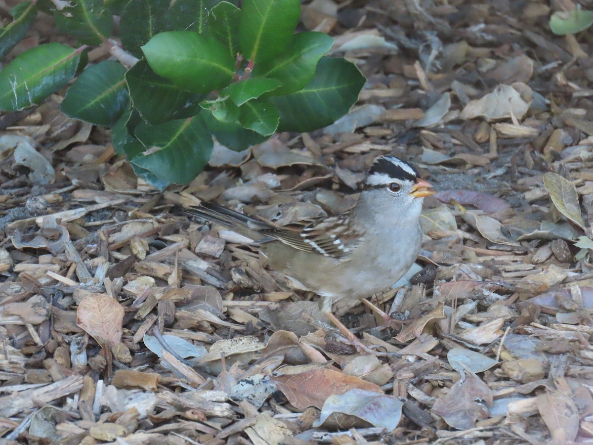 Белобровая овсянка - ML646772679