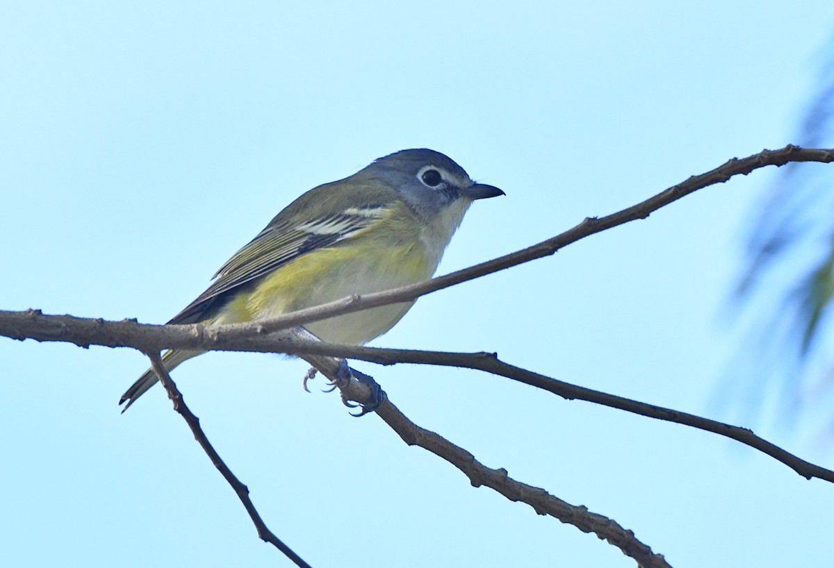 Blue-headed Vireo - ML646772680