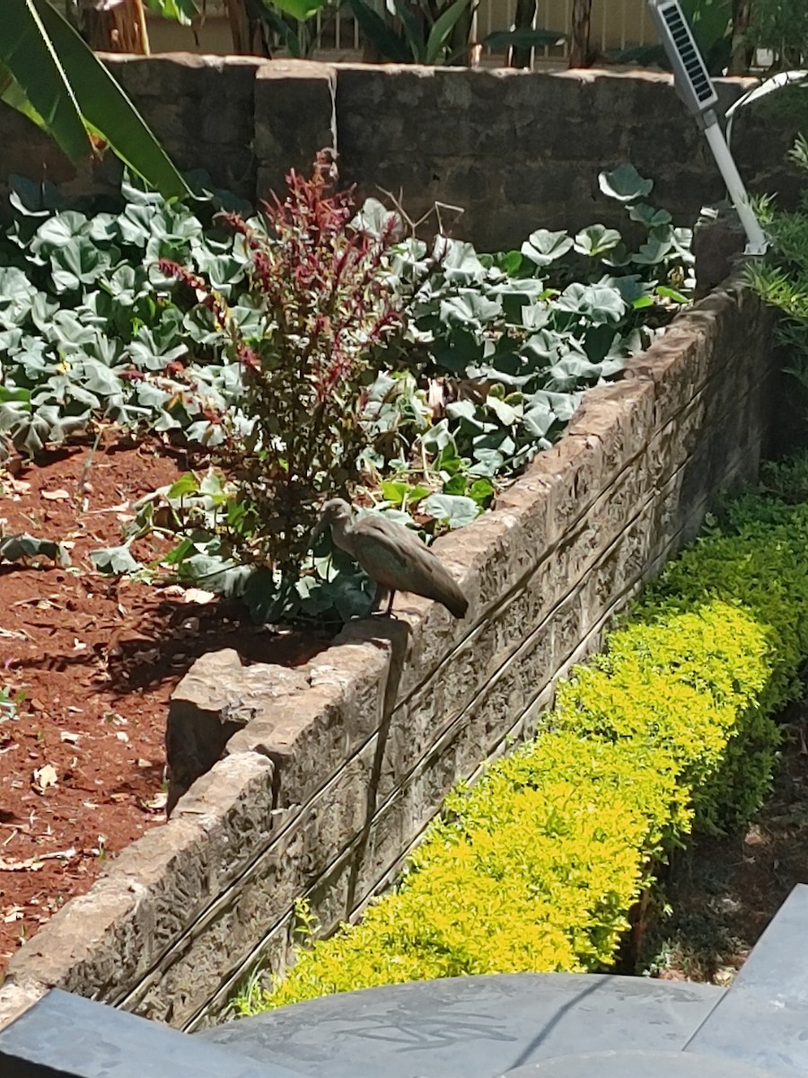 Hadada Ibis - ML646772681