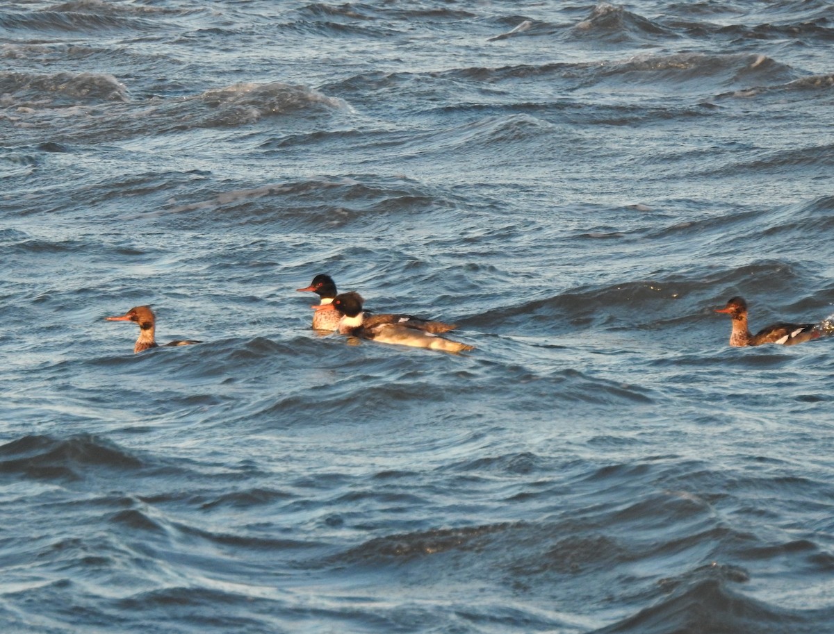 Red-breasted Merganser - ML646772682