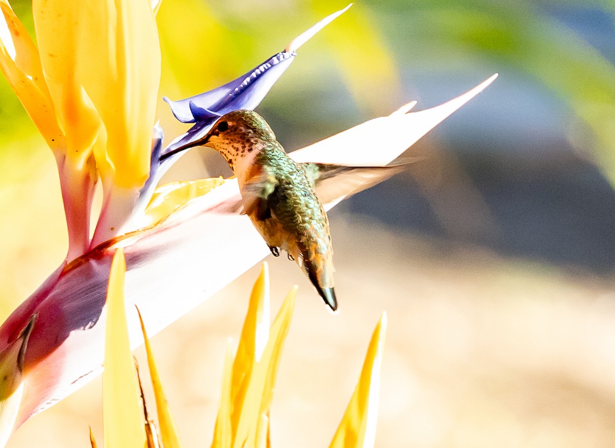 Grünrücken-Zimtelfe - ML646772683