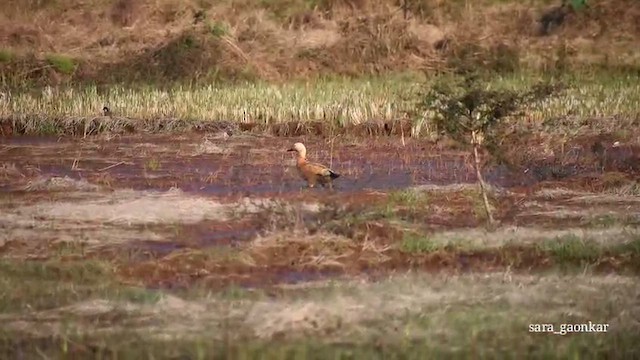 Paita gorrizta - ML646772685