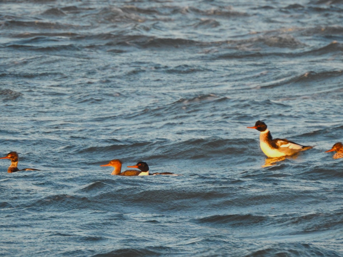 Red-breasted Merganser - ML646772686