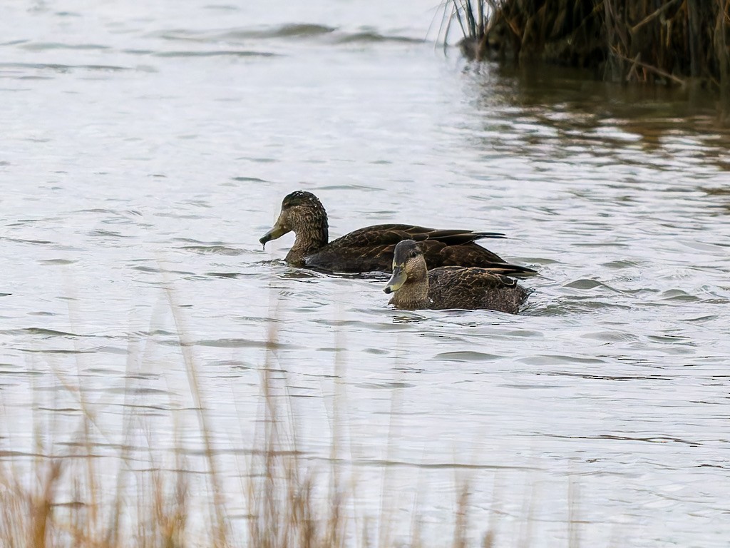 rødfotand - ML646772687