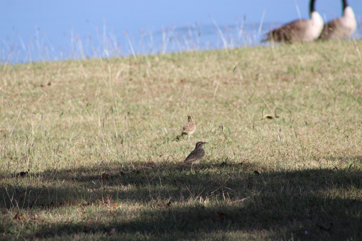 Western/Eastern Meadowlark - ML646772688
