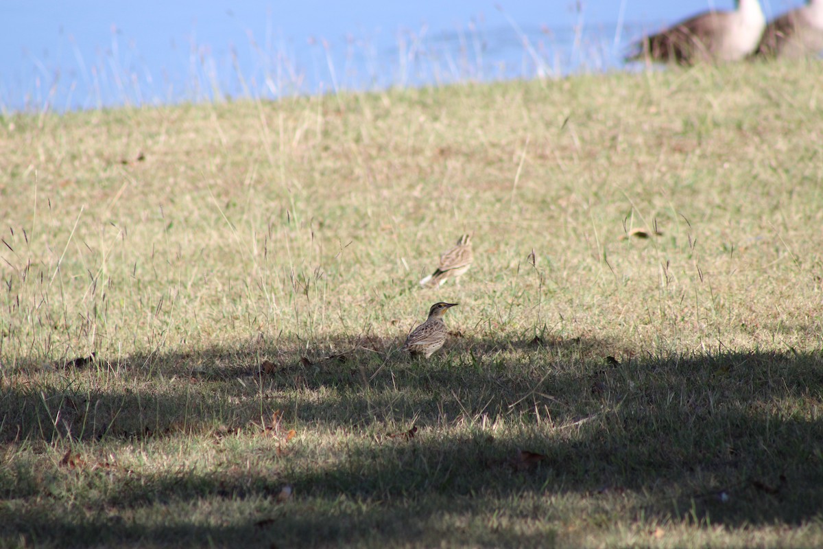 Western/Eastern Meadowlark - ML646772690