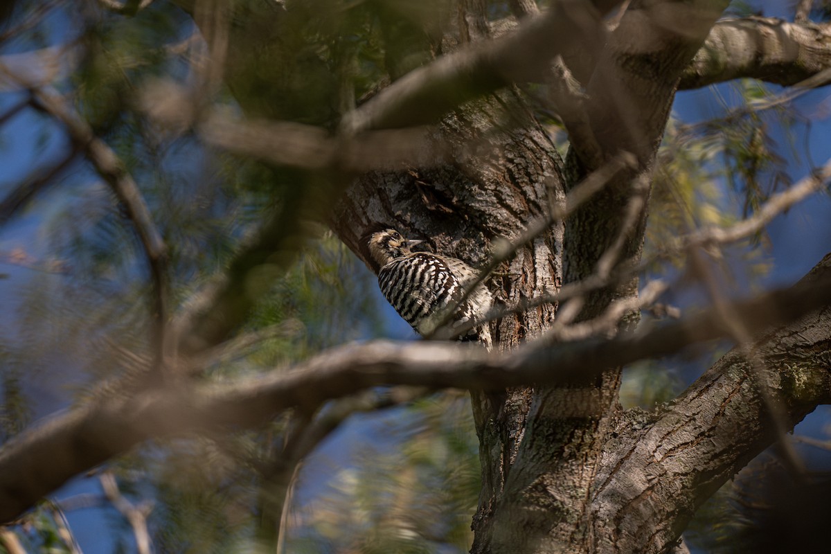 Дятел техаський - ML646772691