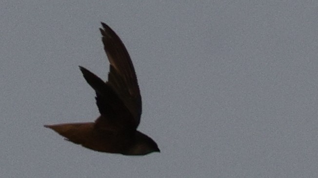 סיס ארובות - ML646772692