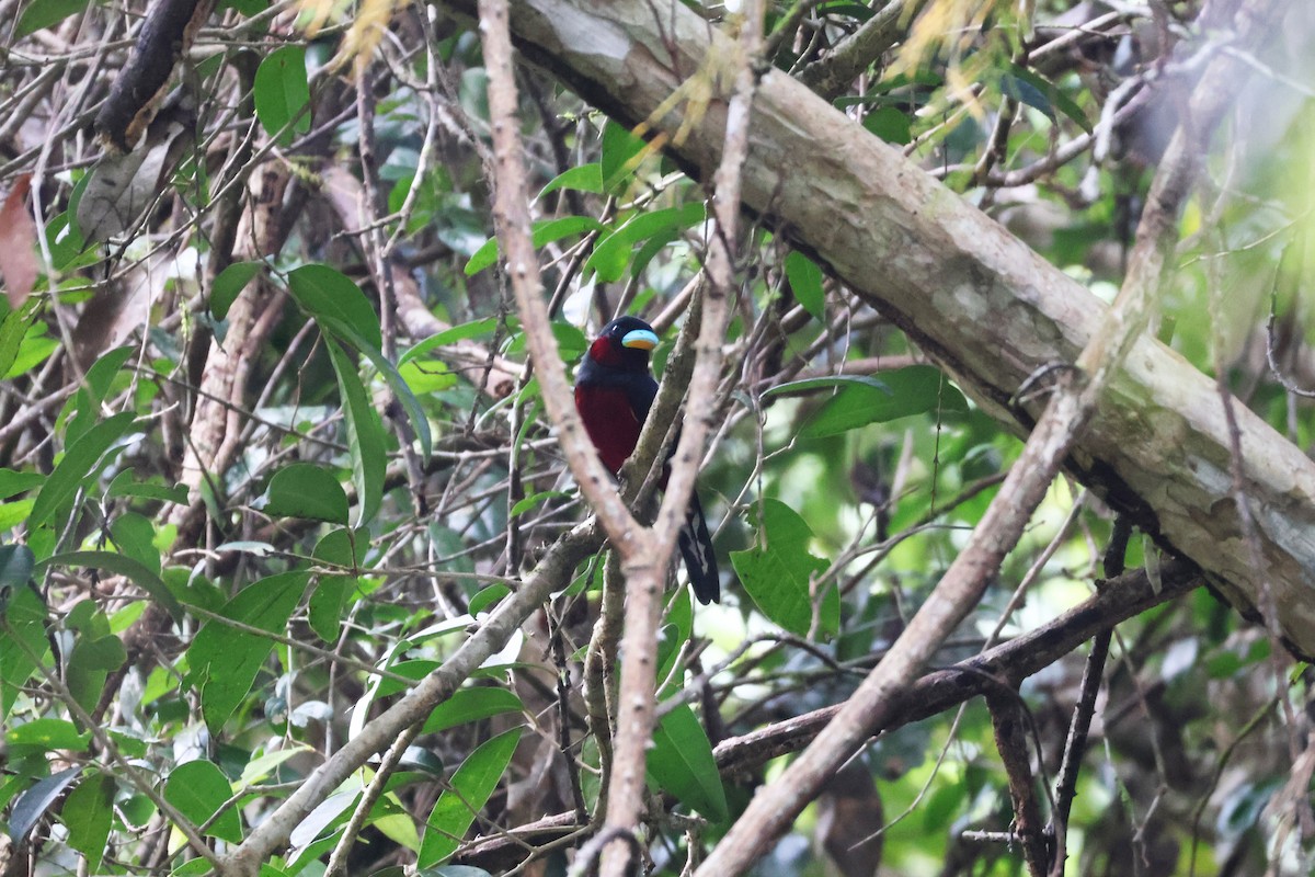 Black-and-red Broadbill (Black-and-red) - ML646772693