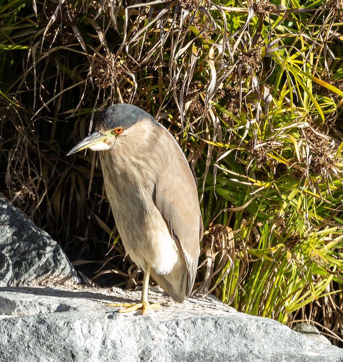 Nachtreiher - ML646772695