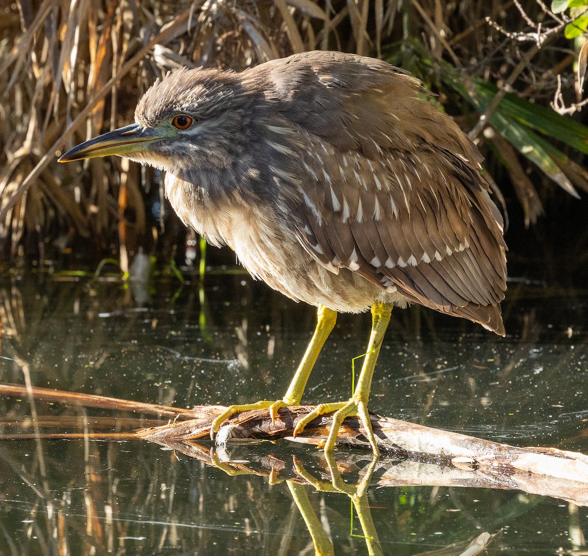 Nachtreiher - ML646772696