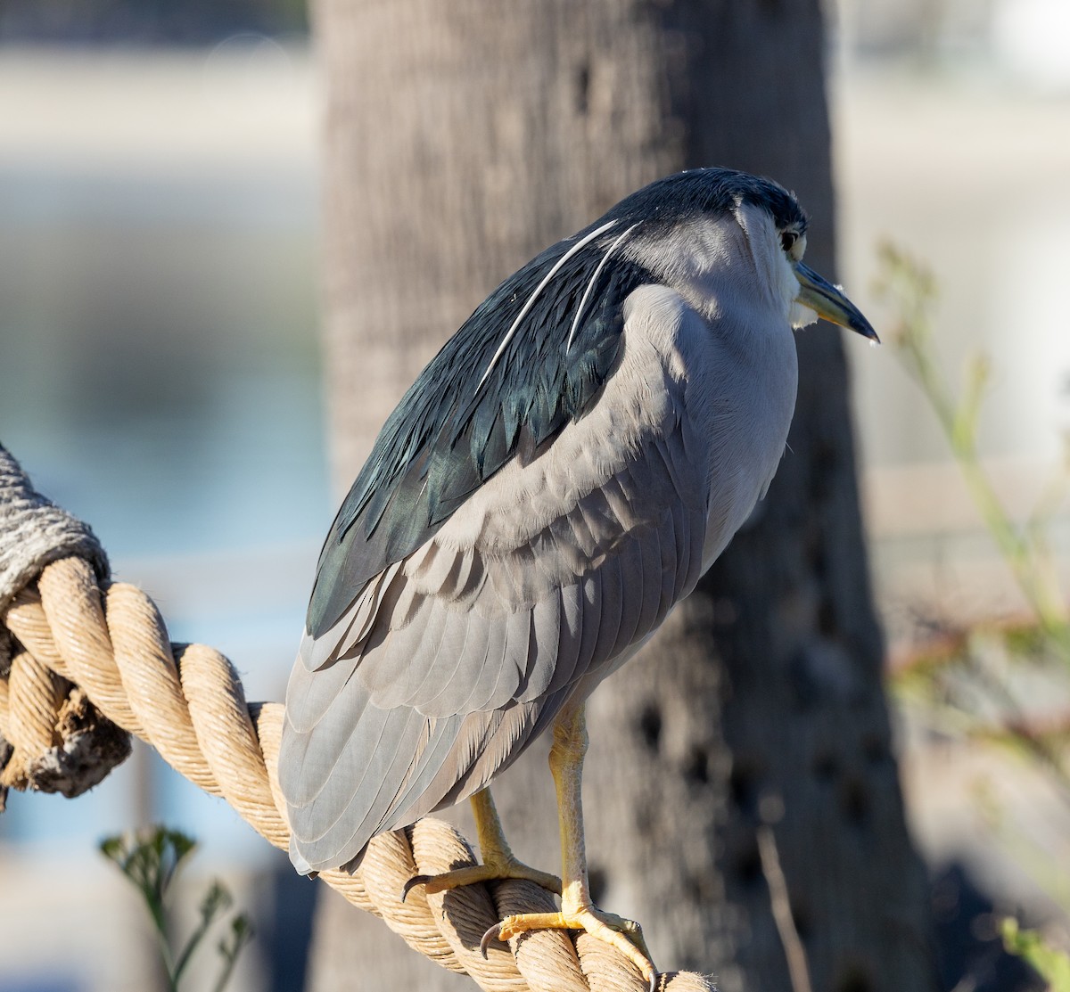 Nachtreiher - ML646772697