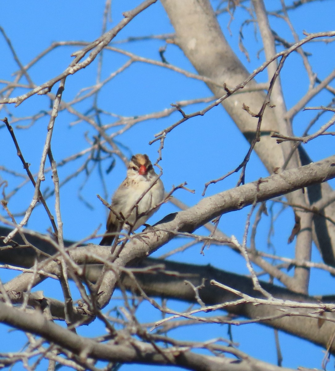 Узкохвостая вдовушка - ML646772699