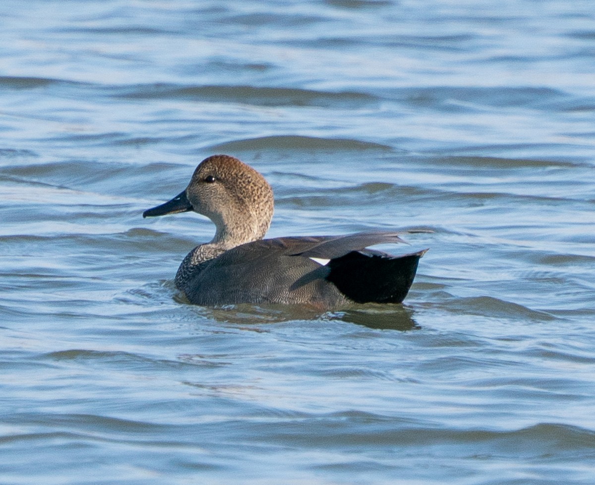 Boz Ördek - ML646772700