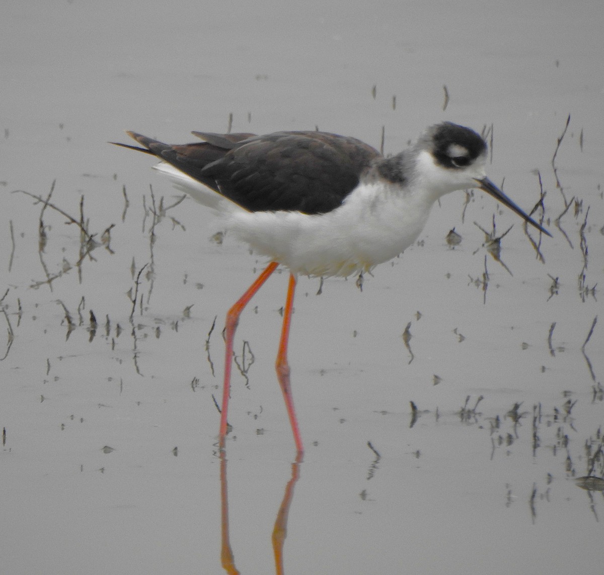 Black-necked Stilt - ML646772701