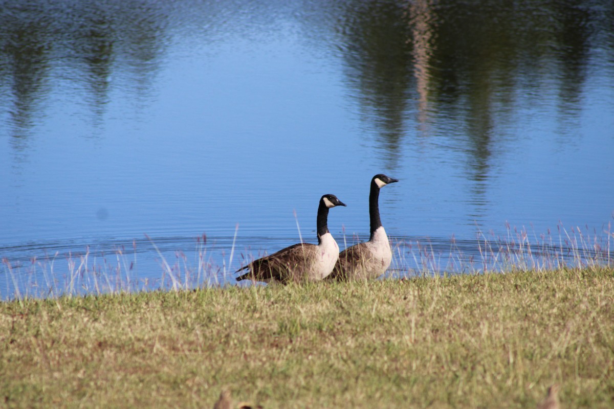 Canada Goose - ML646772702